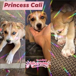 Meet your Posher, Bobby